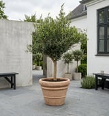 Komplet e-commerce koncept med fysisk plantesalg, gennemtestede leverandører og loyale kunder