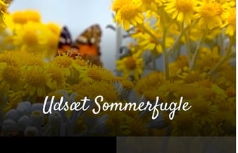 Salg af Takvinge.dk - Distribution af sommerfugle til bryllup i Danmark. 