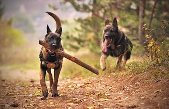 Mindre velrenommeret hundepension i Holstebro