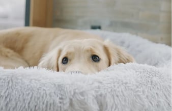 Dansk DTC brand med hundeudstyr (1 mio kr i omsætning sidste 365 dage) 