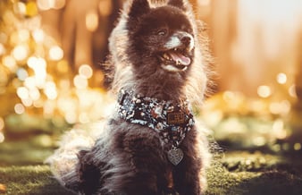 👉 Klar til overtagelse: Etableret nichewebshop med stærkt hundebrand 🐾