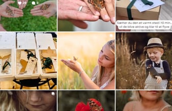 Takvinge.dk - Distribution af opdrættede sommerfugle til bryllup og film i Danmark. - Har omsætning