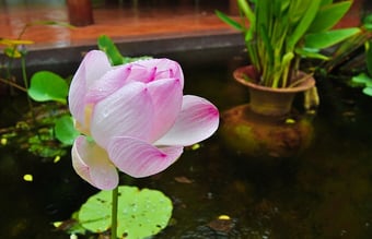 ØKOLOGISK, AYURVEDISK BEAUTY OG HEALTH BRAND/VIRKSOMHED SÆLGES