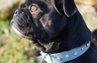 dyrmedstil.dk - Vil du sælge produkter til kunder, der holder Dyr med Stil? - har omsætning