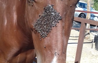 Heste tilbehør - fluebekæmpelse