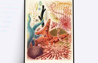 Dropshipping plakatwebshop med potentiale for fuld automatisering sælges