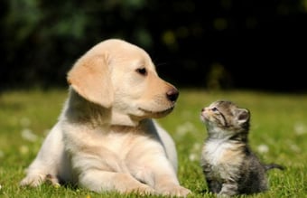 Markedsførende webshop indenfor kæledyrsbranchen i Norge