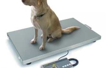 Webshop og Service firma indenfor vægte med god omsætning og stort potentiale sælges.