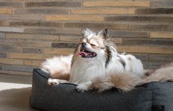 Få black friday med.. !! Skal sælges nu !! Dansk DTC brand sælges med hundeudstyr.  Omsætning i 2024 750.000kr