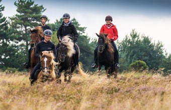Turridningsvirksomhed med Islandske heste sælges