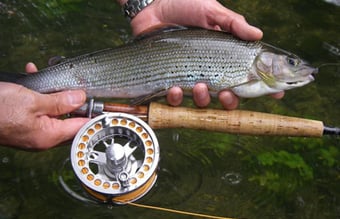 Webshop med fiskegrej til salg med omsætning