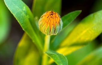 ButterBee - Bivenlige blomsterfrø