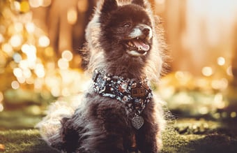 👉 Klar til overtagelse: Etableret nichewebshop med stærkt hundebrand 🐾