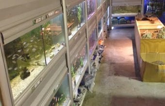 "Plug and play" dyrehandel. 