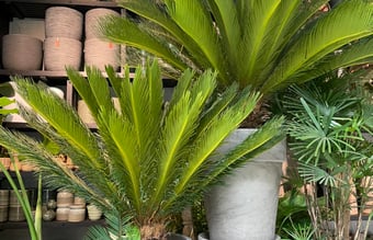 Blomsterforretning- Medlem af Interflora omsætning på 4.5 million