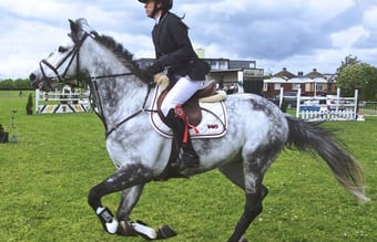 Webshop til hest og rytter - Årlig omsætning 300.000 DKK - Organisk salg 