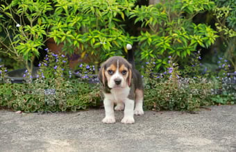 Luksushund.dk - Professionel luksus hundeshop omsætning 4 mio i 2021 - vækst 235% - Overskud før skat: 365.000 kr.