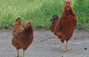 Kendt butik med salg  af foder til kæledyr samt handel med levende høns