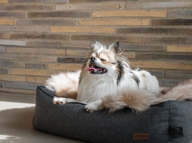 Få black friday med.. !! Skal sælges nu !! Dansk DTC brand sælges med hundeudstyr.  Omsætning i 2024 750.000kr