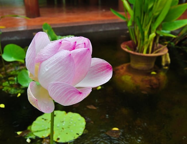 ØKOLOGISK, AYURVEDISK BEAUTY OG HEALTH BRAND/VIRKSOMHED SÆLGES