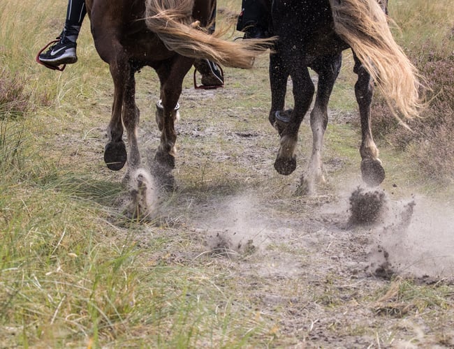 Turridningsvirksomhed med Islandske heste sælges