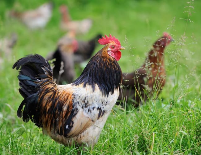 Vildmedhoens.dk - Niche Dropship Webshop med dyreartikler med 500.000+ omsætning