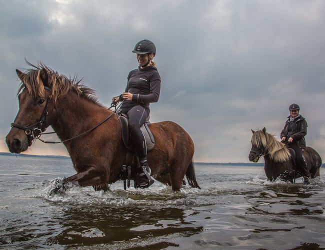 Turridningsvirksomhed med Islandske heste sælges
