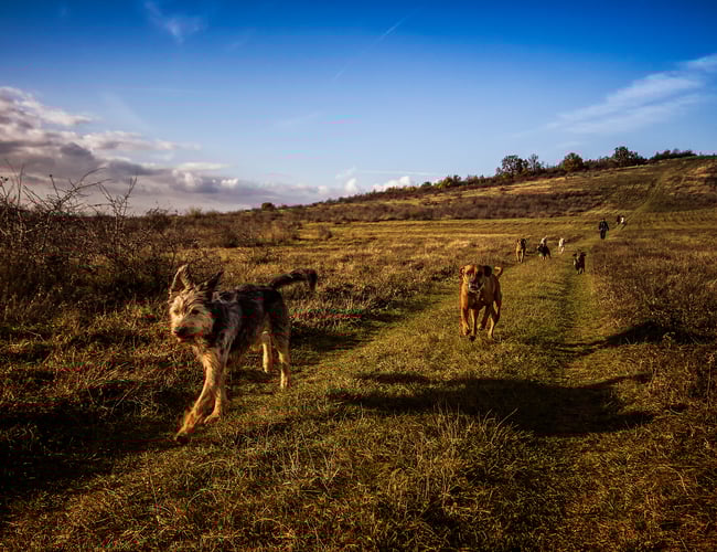 Mindre velrenommeret hundepension i Holstebro