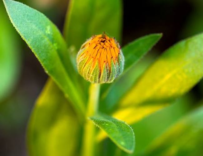 ButterBee - Bivenlige blomsterfrø