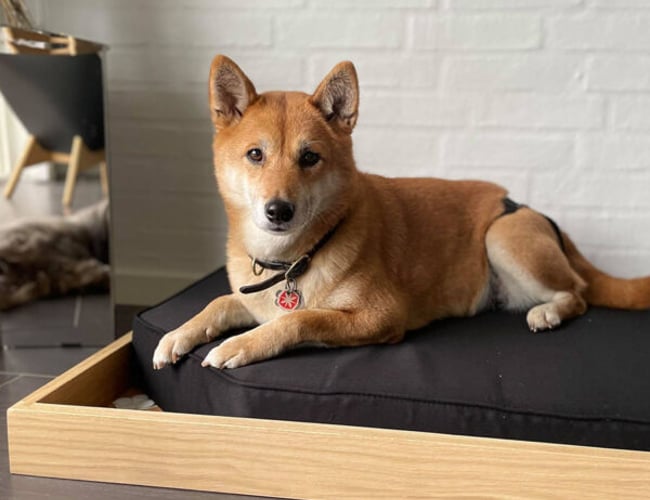 dyrmedstil.dk - Vil du sælge produkter til kunder, der holder Dyr med Stil? - har omsætning