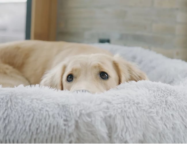 Dansk DTC brand med hundeudstyr (1 mio kr i omsætning sidste 365 dage) 