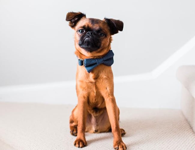 luksushund.dk - Lækre produkter til hunden, omsætning 900.000 siden åbning i januar.