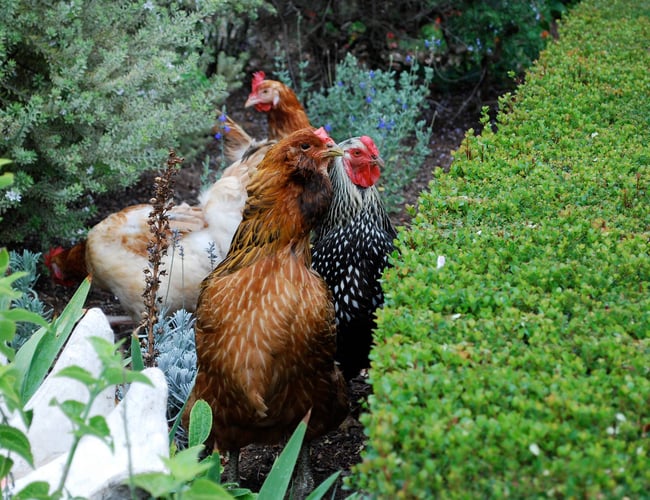 Vildmedhoens.dk - Niche Dropship Webshop med dyreartikler med 500.000+ omsætning