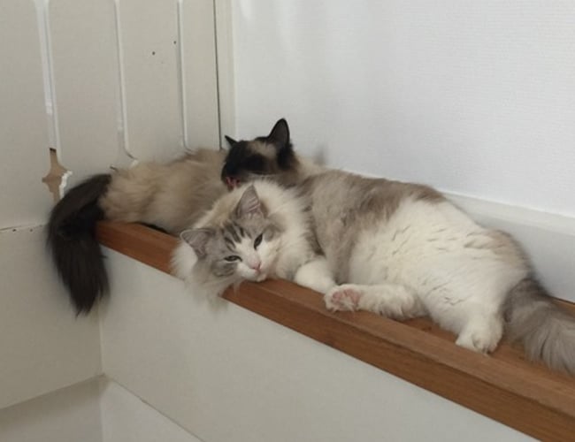 kattepasserne.dk - Spændende service virksomhed indenfor pasning af kæledyr