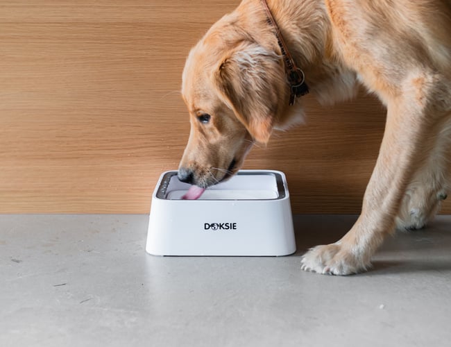 Få black friday med.. !! Skal sælges nu !! Dansk DTC brand sælges med hundeudstyr.  Omsætning i 2024 750.000kr