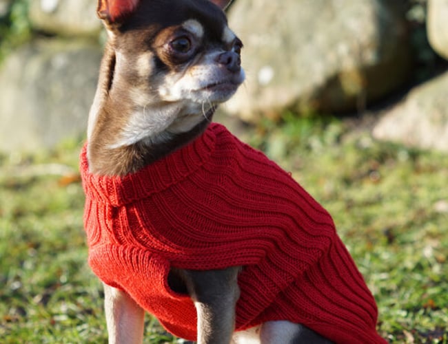 dyrmedstil.dk - Vil du sælge produkter til kunder, der holder Dyr med Stil? - har omsætning