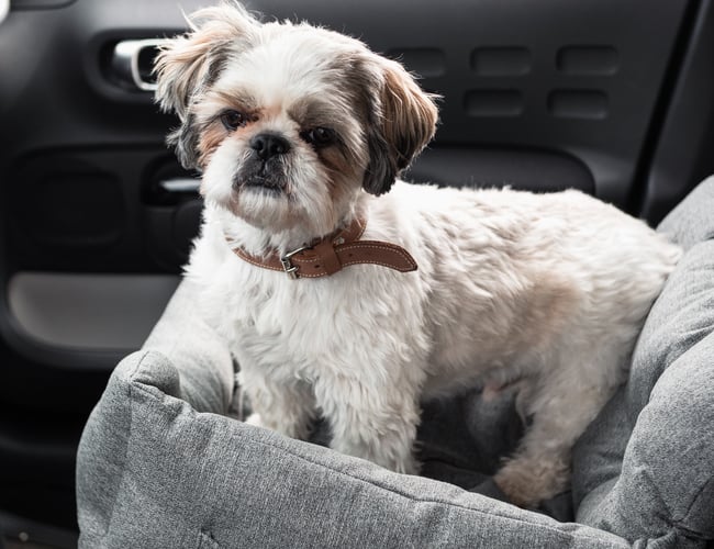 Få black friday med.. !! Skal sælges nu !! Dansk DTC brand sælges med hundeudstyr.  Omsætning i 2024 750.000kr