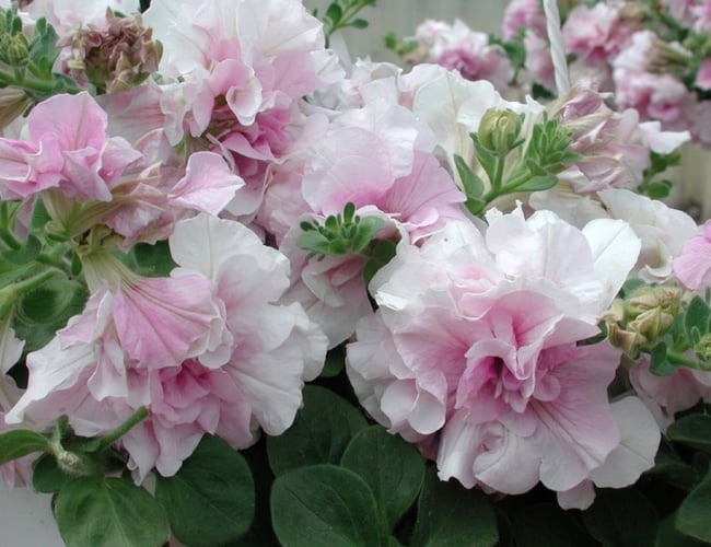 odenia.dk - Moderne webshop med salg af planter - Dækningsgrad på ca. 50%