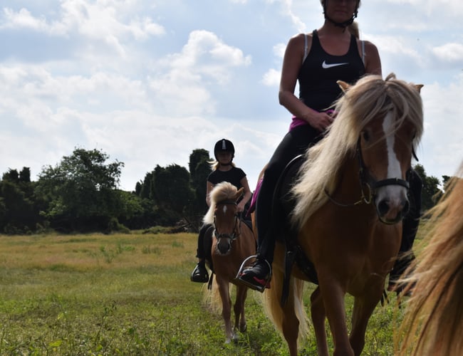 Turridningsvirksomhed med Islandske heste sælges
