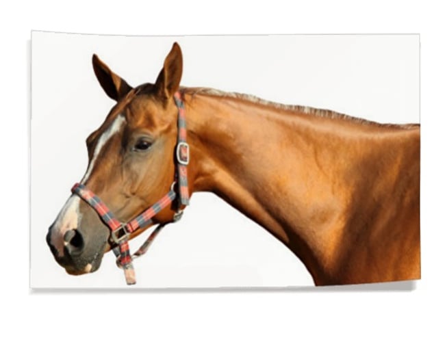 Webshop med fotogaver sælges