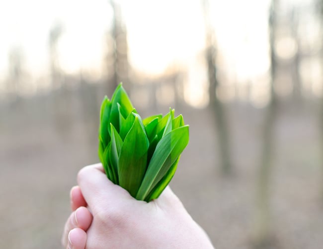 Impextrading.dk - Økologisk kosmetik produktion - Overskud på ca. 80.000 kr. 