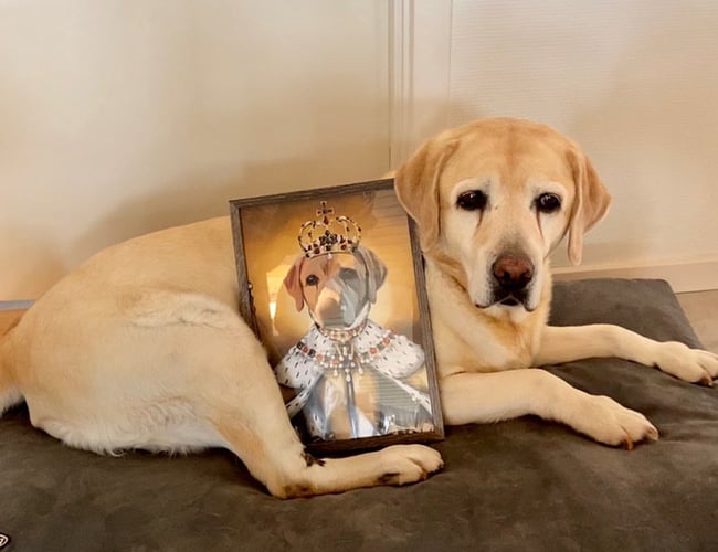 Sjovplakat.dk til salg.