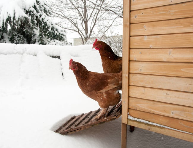 Vildmedhoens.dk - Niche Dropship Webshop med dyreartikler med 500.000+ omsætning