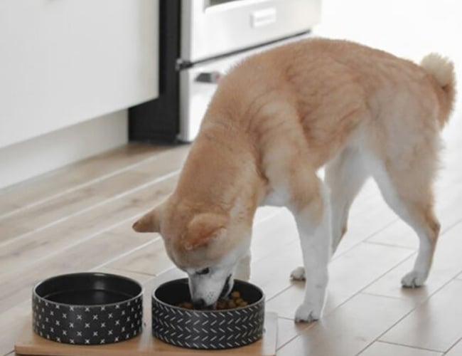 dyrmedstil.dk - Vil du sælge produkter til kunder, der holder Dyr med Stil? - har omsætning