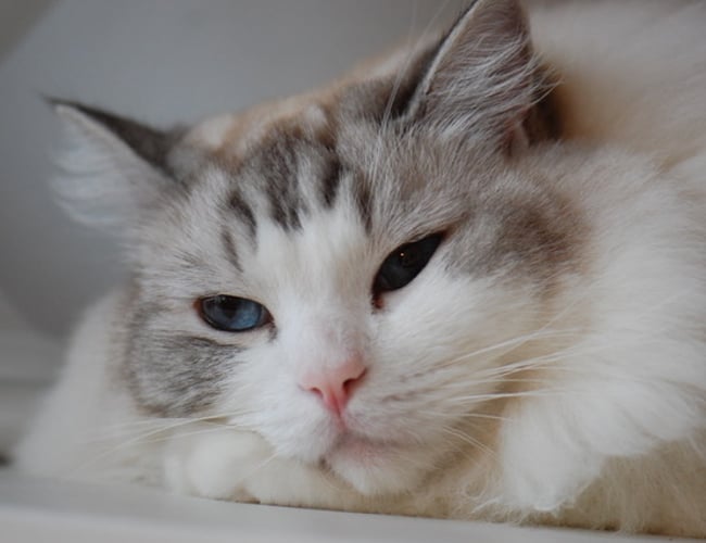 kattepasserne.dk - Spændende service virksomhed indenfor pasning af kæledyr