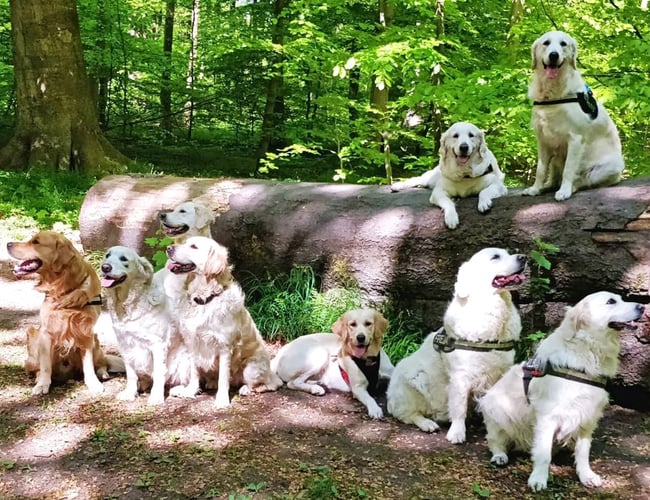 Hundeprojekt søger ny ejer (Hjemmeside & iOS App) Total downloadet: 9,745	
