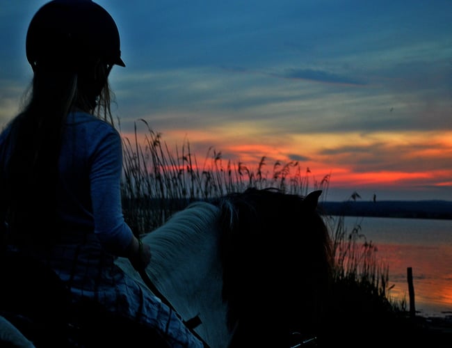 Turridningsvirksomhed med Islandske heste sælges