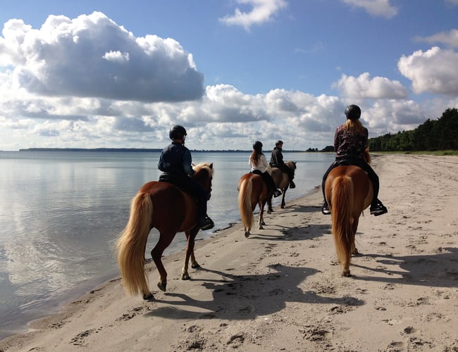 Turridningsvirksomhed med Islandske heste sælges