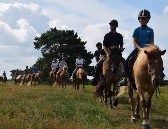 Turridningsvirksomhed med Islandske heste sælges