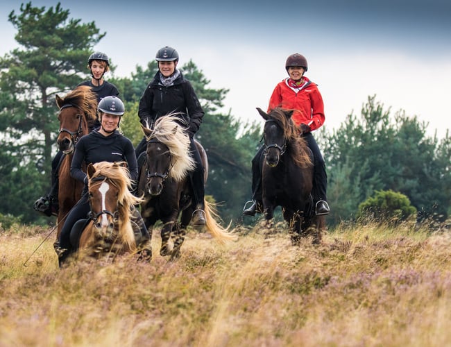 Turridningsvirksomhed med Islandske heste sælges
